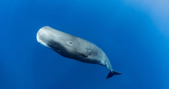 large sperm whale