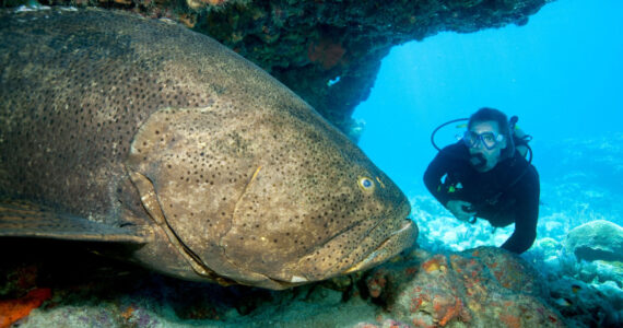 largest grouper ever caught