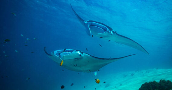 manta ray vs sting ray