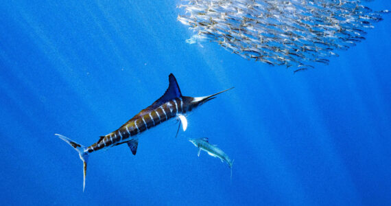 marlin swimming