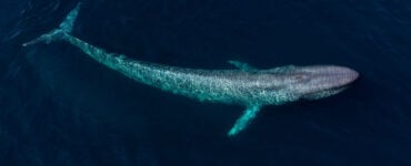 huge whale swimming near surface