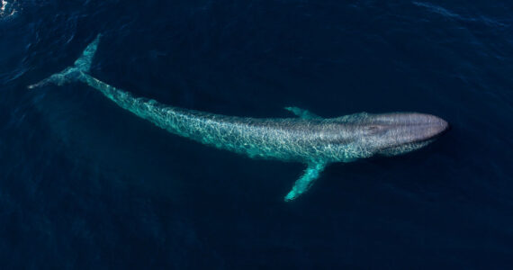 huge whale swimming near surface