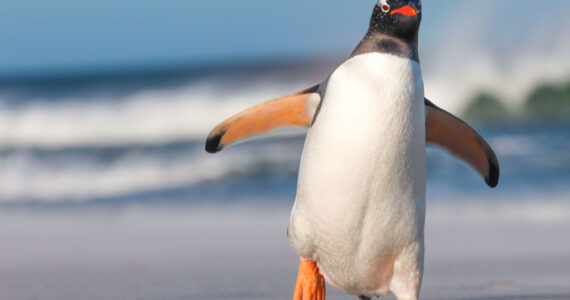 penguin walking