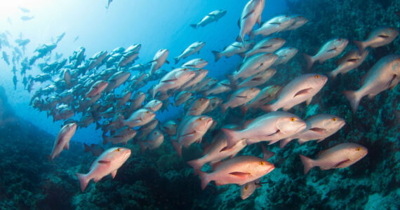 school of different types of snapper swimming around a reef