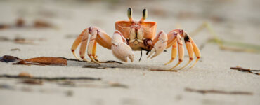 sand crab