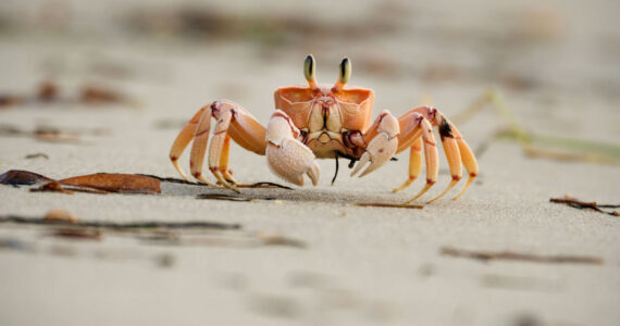 sand crab