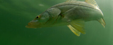 snook fish