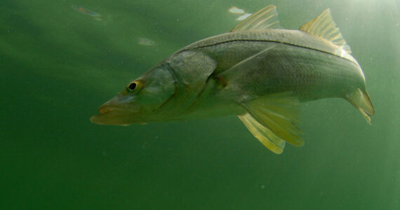 snook fish