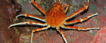spider crab