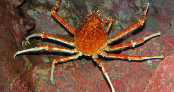 spider crab