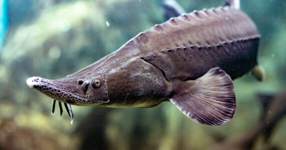 sturgeon fish
