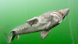 What is a Sturgeon?
