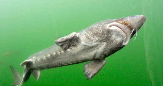sturgeon teeth