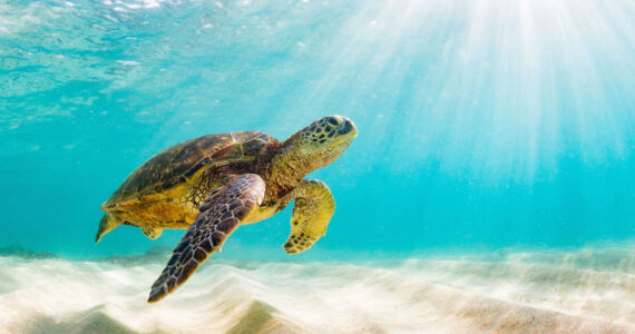 Sea turtle in the Galapagos island