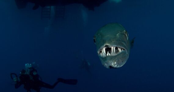 a close up of a baracuda's mouth and teeth