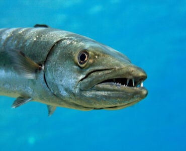 Barracuda with sharp teeth showing