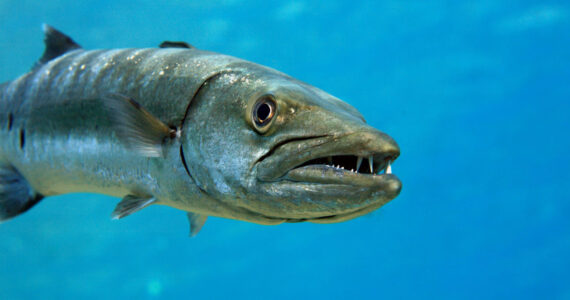 Barracuda with sharp teeth showing