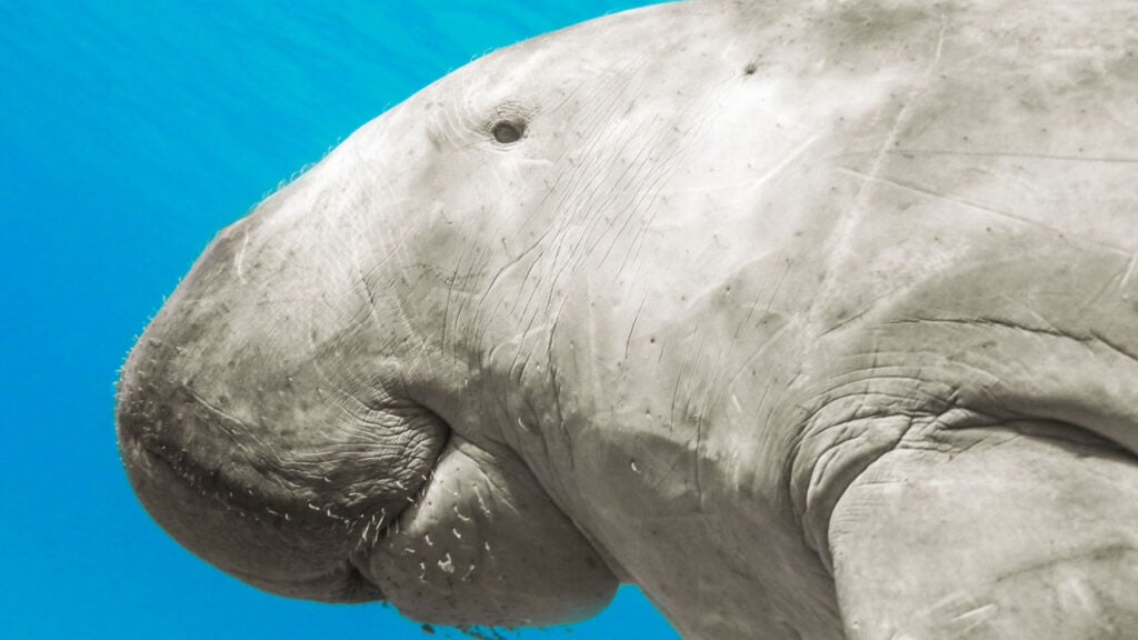 dugong swimming