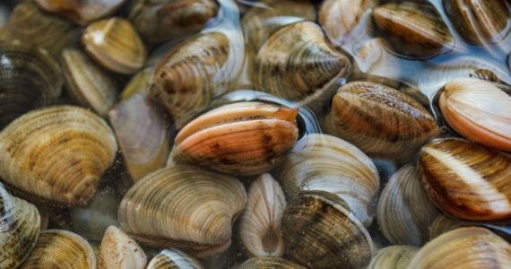 different types of clams at the seafood market