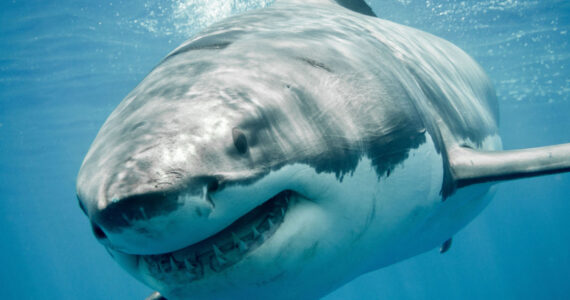 Great white shark close up