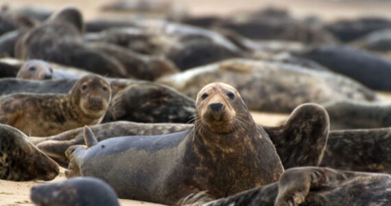 different seal species on the beach