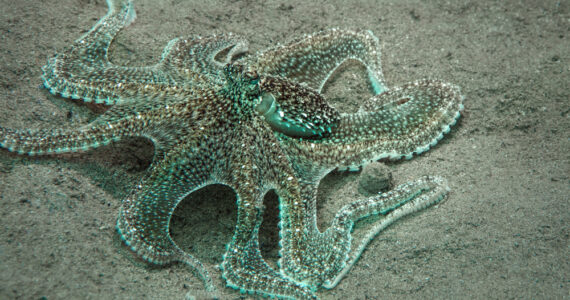 a lilliput longarm octopus