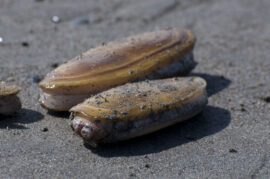 All the Different Types of Clams