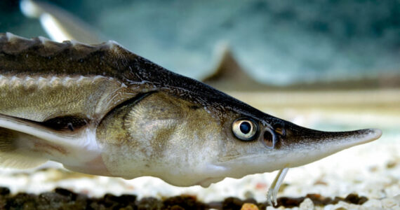 Sturgeon feeding
