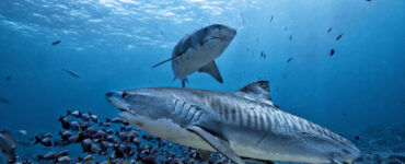 two tiger sharks swimming undnerwater in the sea