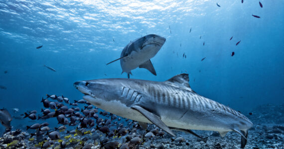 two tiger sharks swimming undnerwater in the sea