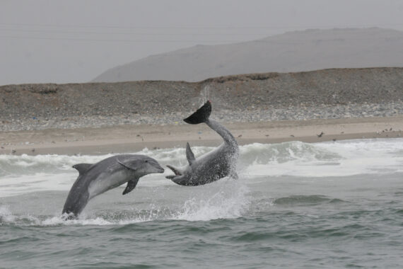 How Smart Are Dolphins