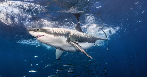 great white shark