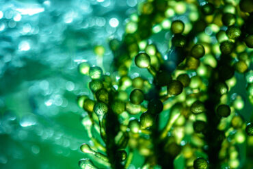 What's the Difference Between Moss and Algae?