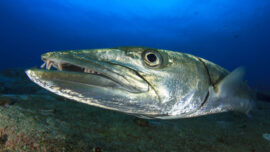 Praquda Fish Barracuda