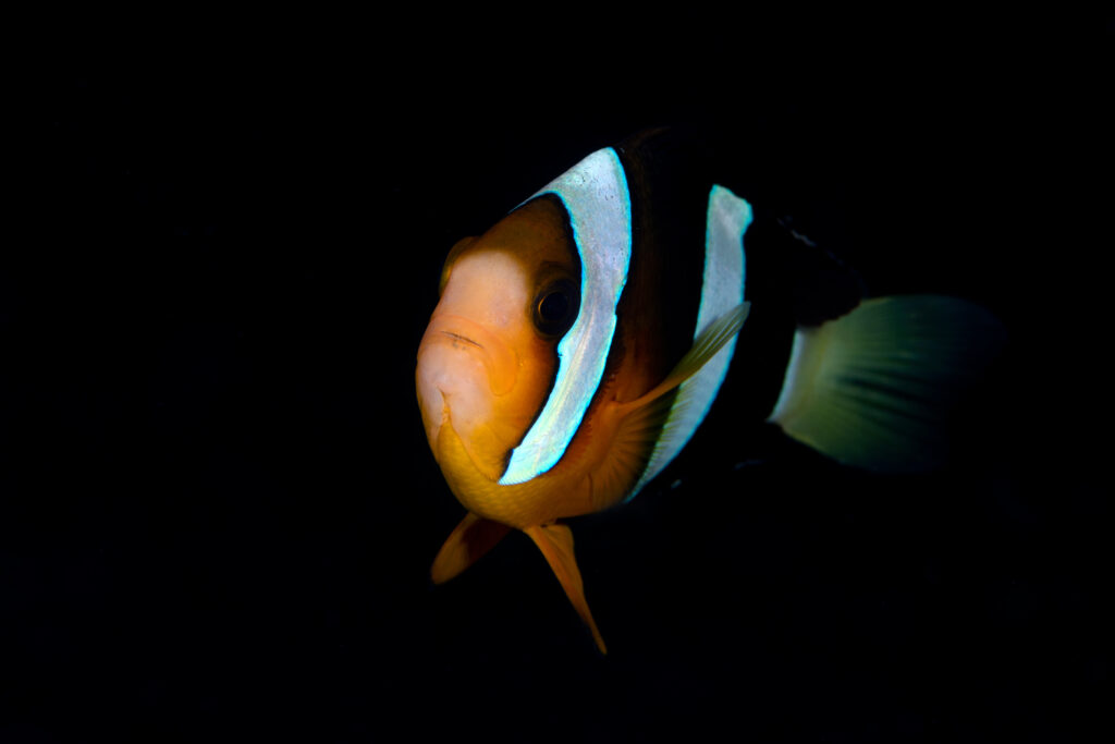 clarkii clownfish swimming at night