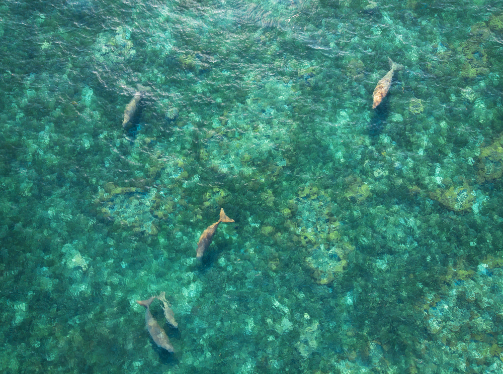 colony of sea mammals Dugongs