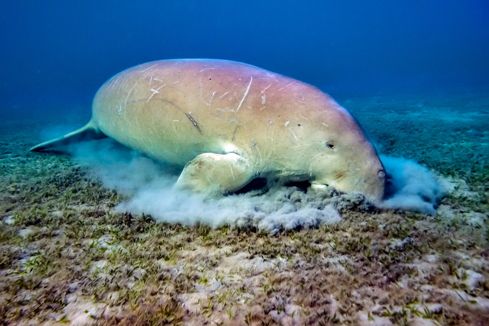 dugong eating sea grass