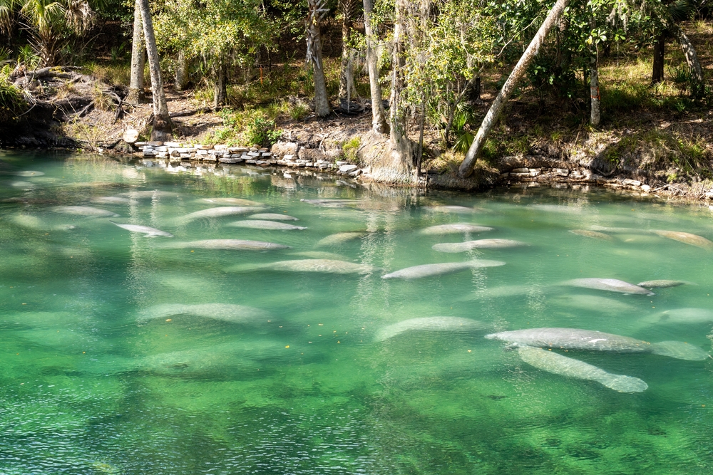herd of manatee