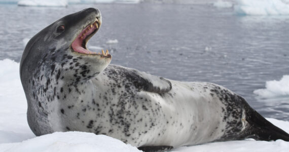 a leopard seal with its mouth open