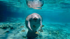 How Long Can a Manatee Hold Its Breath?