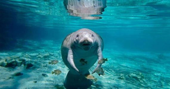 manatee swimming