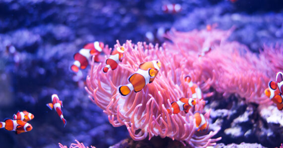a school of ocellaris clownfish near anemone