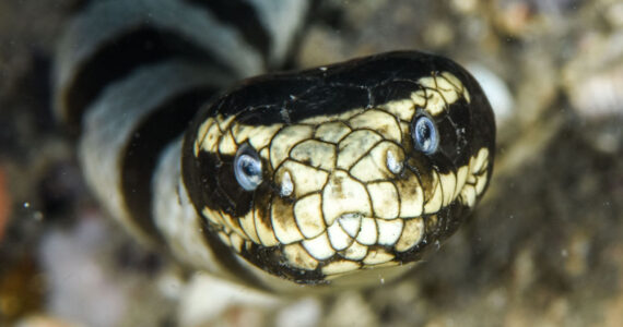 poisonous sea snake
