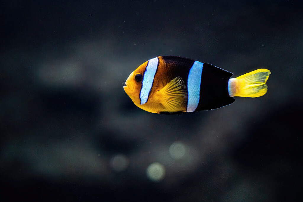 a sebae clownfish underwater