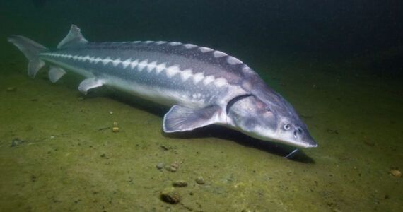 swimming sturgeon in the nature