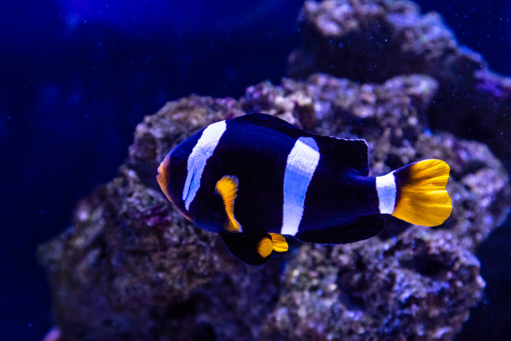 a three band clownfish swimming underwater
