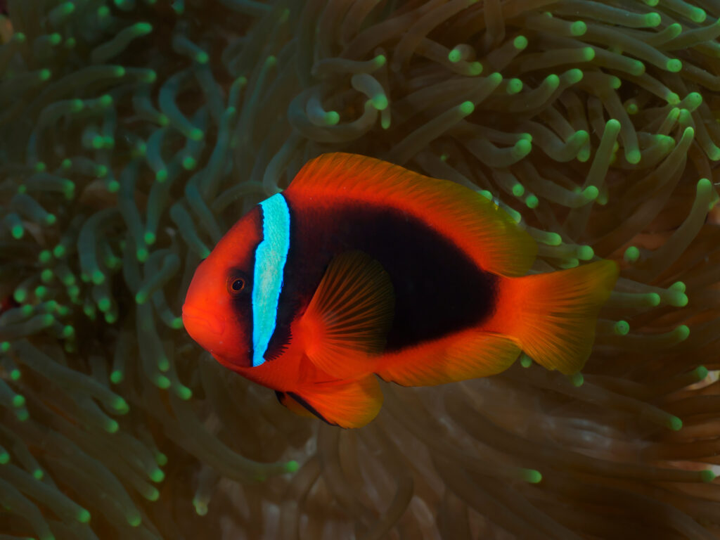 a tomato clownfish underwater