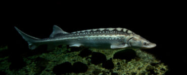 The Russian sturgeon