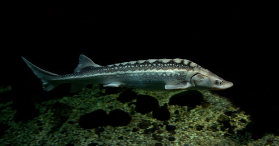 The Russian sturgeon