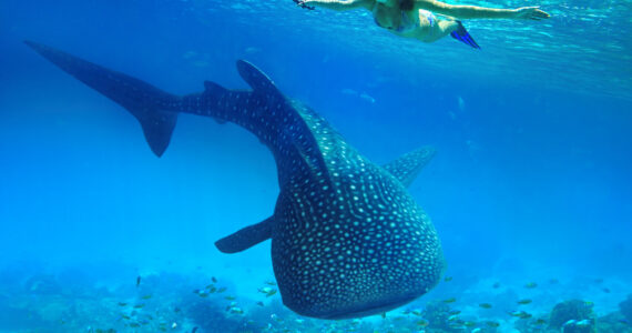 a person snorkeling with a whale shark